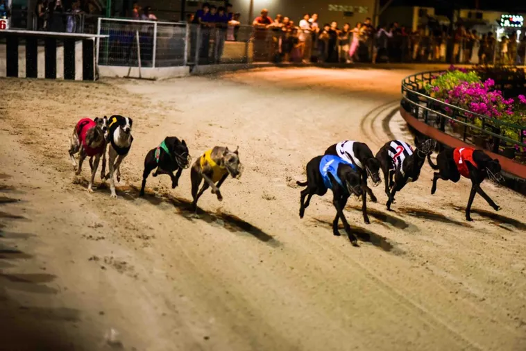 Hướng Dẫn Cá Cược Đua Chó Tại 12Bet Từ A Đến Z Cho Tân Thủ