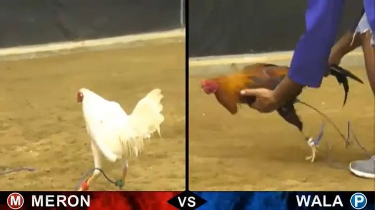 Tuyệt Chiêu Chơi Đá Gà Sabong Tại 12Bet Từ Cao Thủ